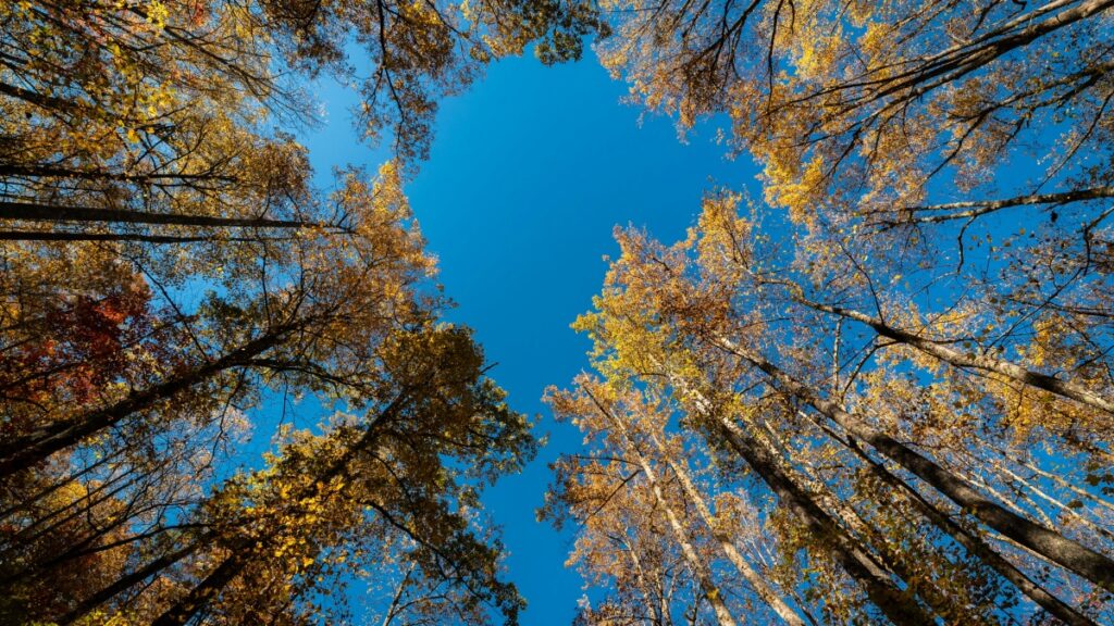 How Turkmenistan Instagram bloggers can collaborate with Vietnam advertisers in 2025