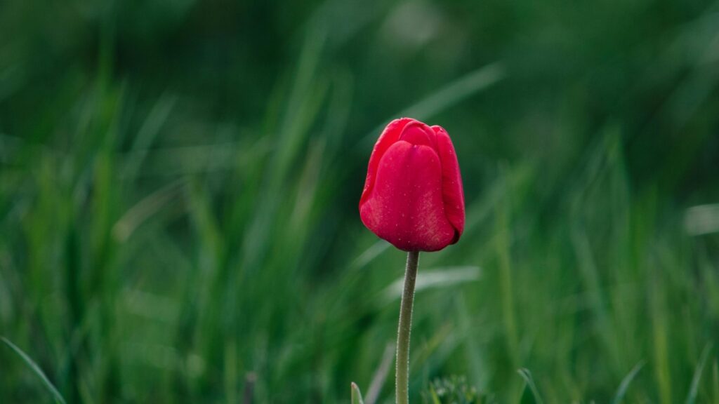 How Turkmenistan Facebook bloggers can collaborate with Uzbekistan advertisers in 2025