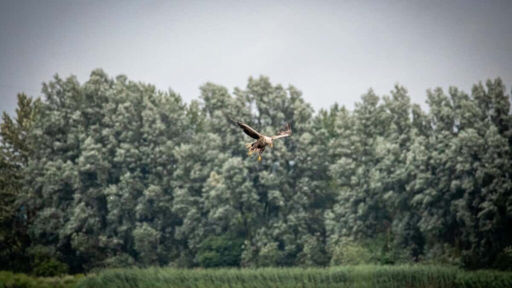 2025 Belarus Telegram ähli kategoriýaly reklamasy bahalary Türkmenistandan