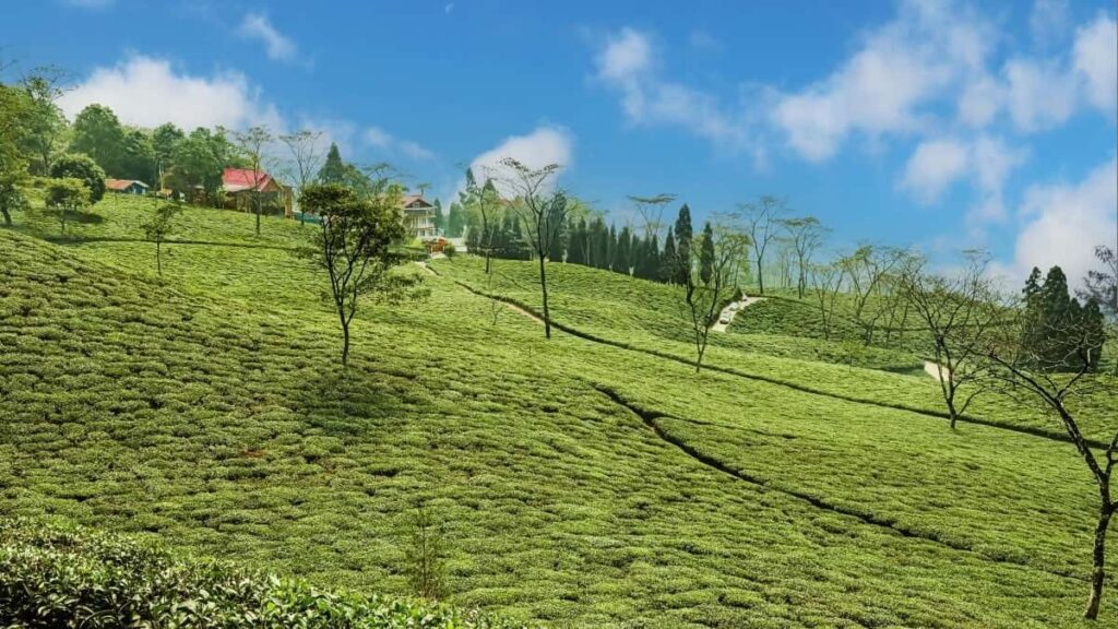 2025 China Twitter AllCategory Advertising Rate Card Turkmenistan üçin