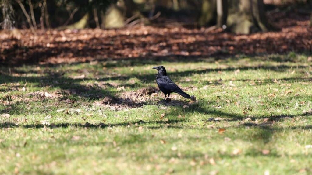 2025 Sweden Facebook AllCategory Advertising Rate Card Türkmenistanda