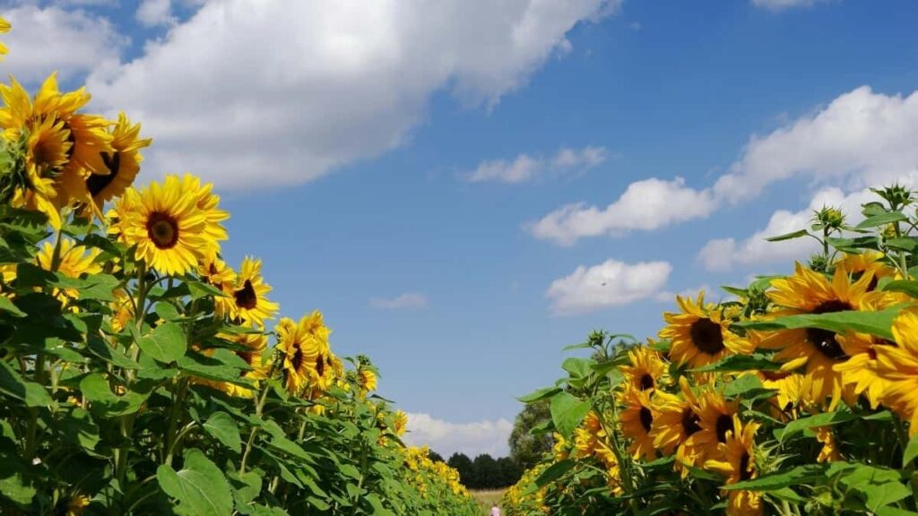 2025 Turkey WhatsApp AllCategory Advertising Rate Card Turkmenistan üçin