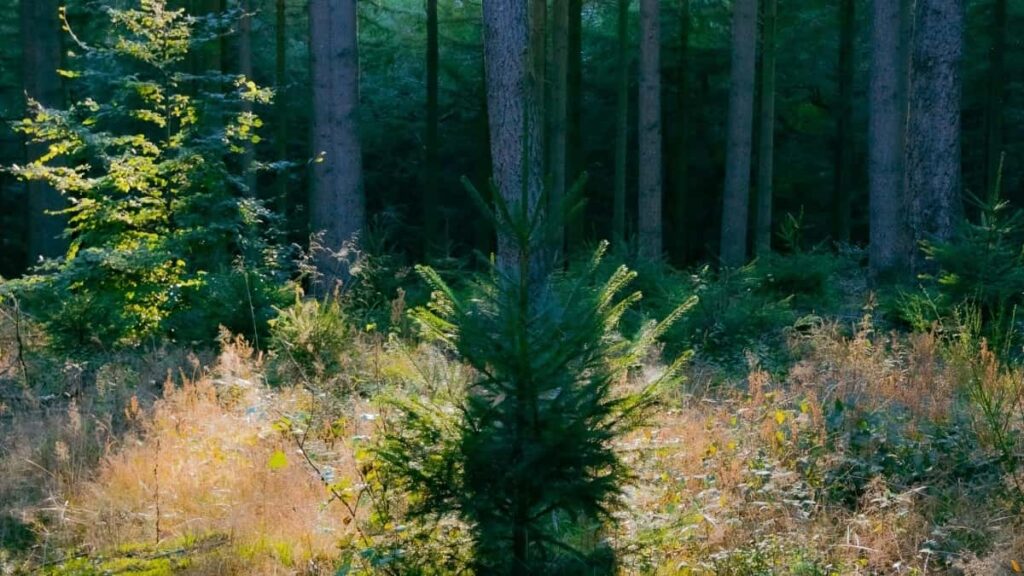 2025-nji ýylda Niderlandyň LinkedIn ähli kategoriýaly mahabat nyrhlary