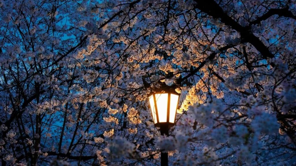 2025 South Korea Twitter Täjirçilik Bahalary we Turkmenistanda Ulanylyşy