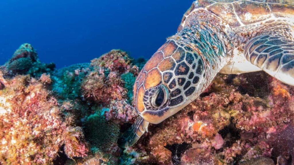 2025-nji ýylda Nederlandda Facebook ähli kategoriýaly mahabat nyrhlary