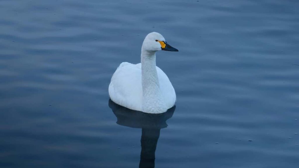 2025 Turkey Facebook ähli kategoriýaly mahabat nyrhlary we ýerli bazar