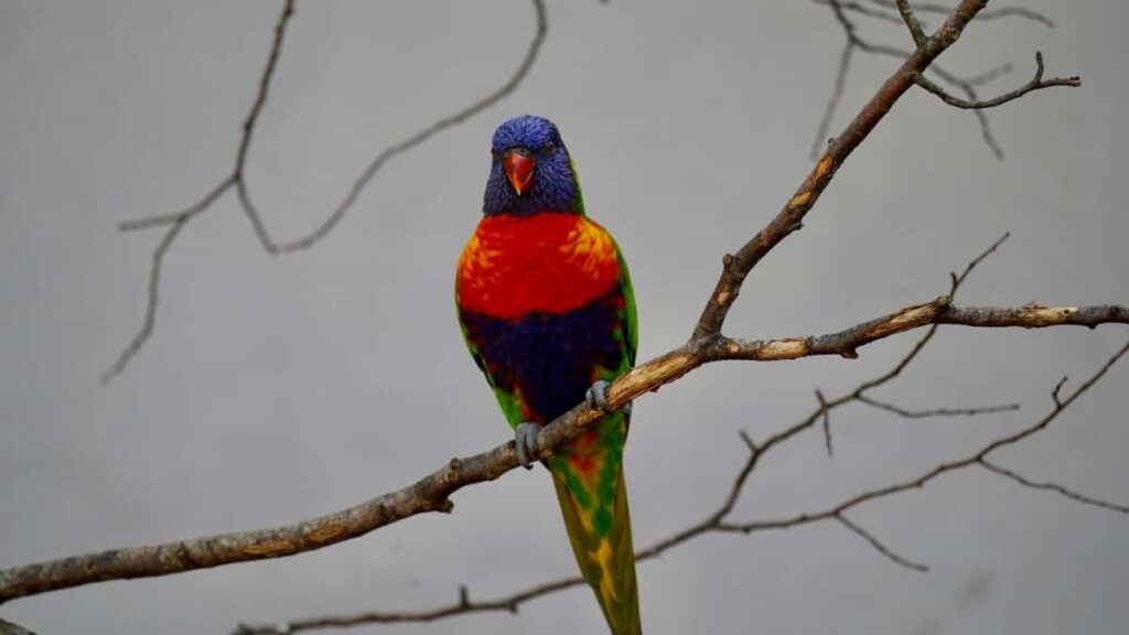 2025-nji ýylda Hindistanda Snapchat Üýtgeşik Reklama Nyrhlary we Türkmenistanda Marketing