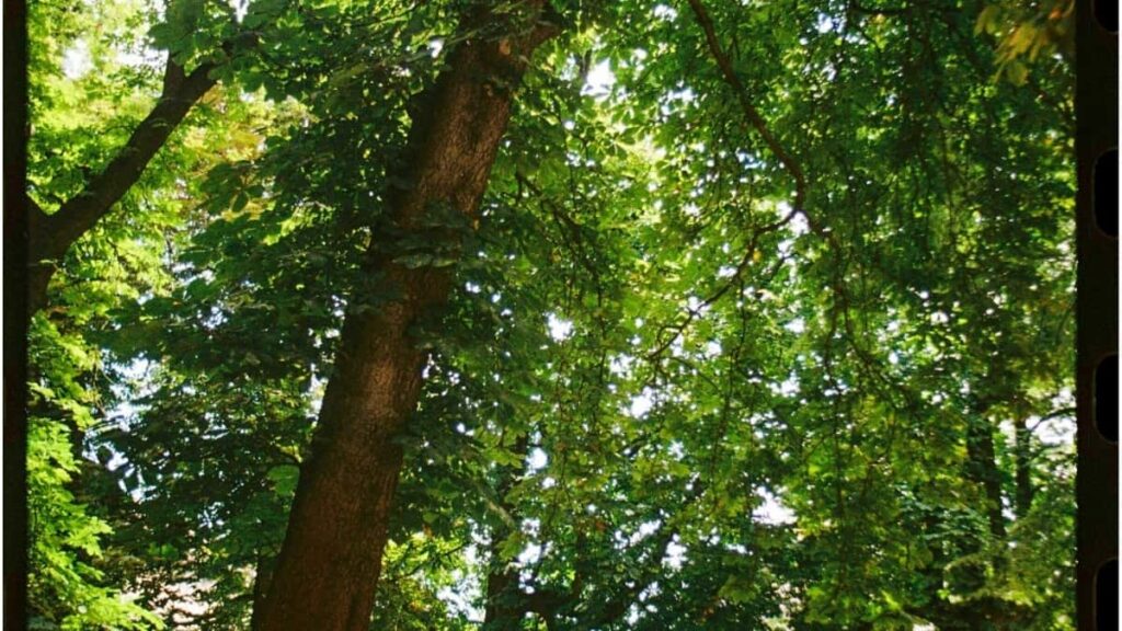 2025 Polşada Telegram Üpjünçilik Taryhasy we Reklama Bahalary