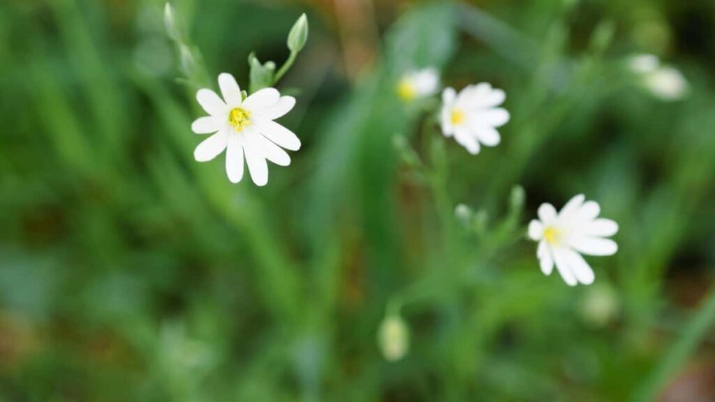 2025 Gazagystan Instagram Reklama Bahalary we Marketing Ýollary