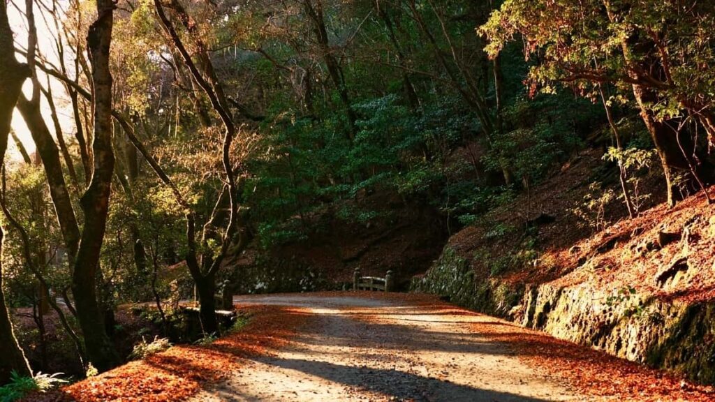 2025 Japan Twitter Hemme Kategoriýa Reklama Nyrhlary Türkmenistanda