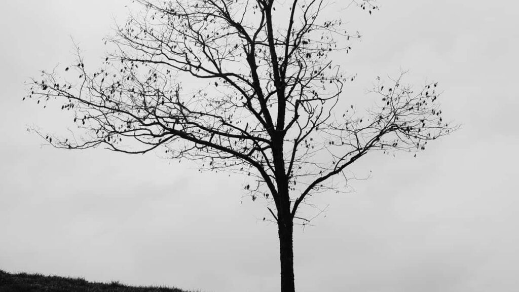 2025 Kazakhstan Facebook Herhili Reklama Nyrhlary we Turkmenistan üçin Ulanylyşy