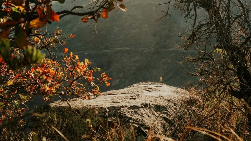 2025 Ýaponiýanyň TikTok Täjirçilik Bahalary Türkmenistanda