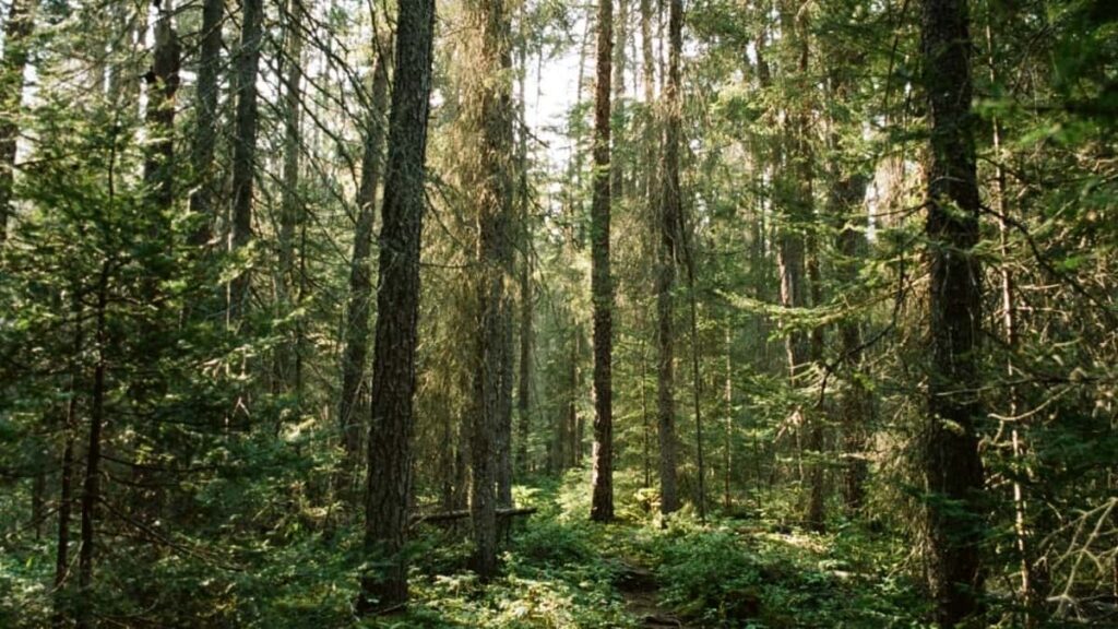 2025 Türkmenistanda Pinterest ähli kategoriýaly mahabat nyrhlary