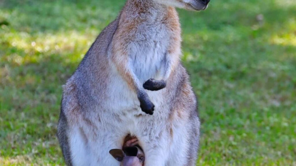 2025 Saudi Arabia Twitter ähli kategoriýaly reklam bahalary we Türkmenistan bazary