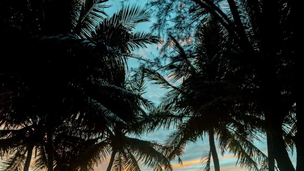 2025 Belarus TikTok Her Şahsy Reklama Nyrhlary Türkmenistanda