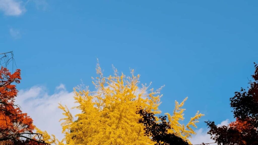 2025 Niderlandlar LinkedIn Reklama Bahalary Kartasy