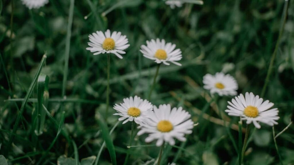 2025 ABŞ Twitter ähli kategoriýaly reklama nyrhlary we Turkmenistan bazary