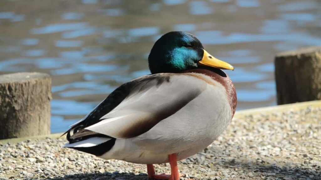 2025 Saudi Arabia Snapchat Täjirçilik Bahalary Kartasy we Turkmenistanda Amalyýetleri