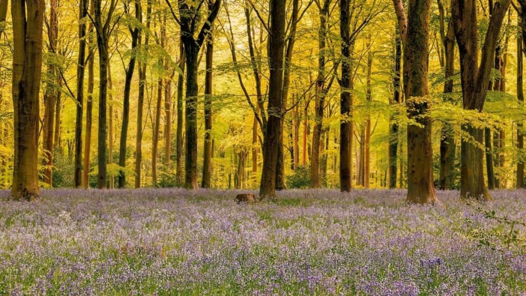 2025 Birleşen Patyşalyk Instagram Reklama Bahalary Kitaby