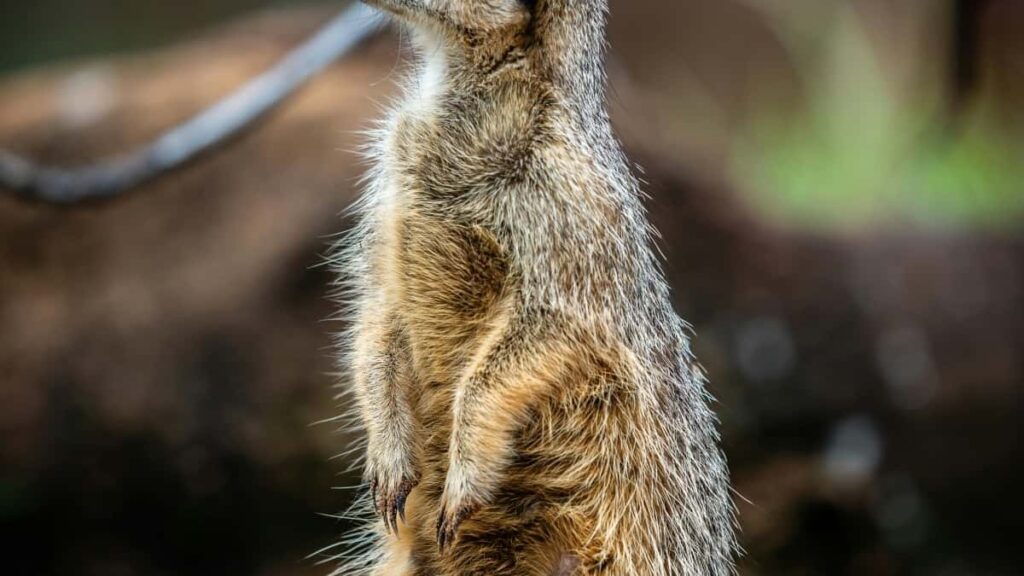 2025 Çehiýa YouTube Täze Reklama Nyrhlary we Türkmenistan üçin Gollanma