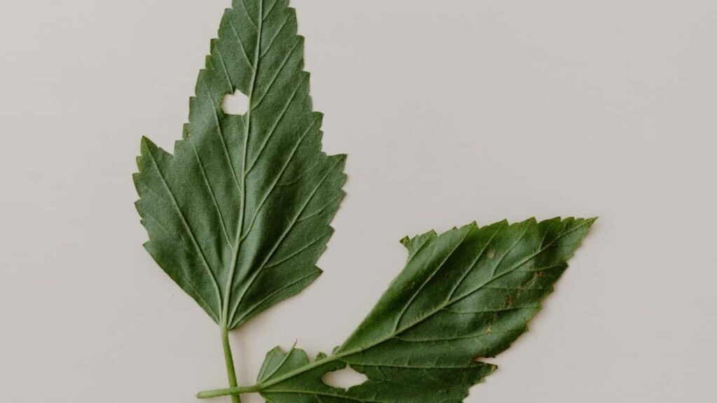 2025 Norwegiýanyň Pinterest Täjirçilik Nyrhlary we Türkmenistanda Marketing