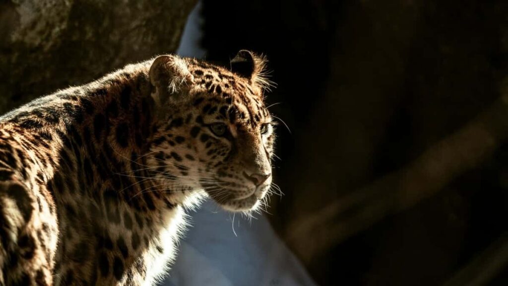 2025 Malaysiýanyň Instagram Üpjünçilik Taryhy we Reklama Bahalary