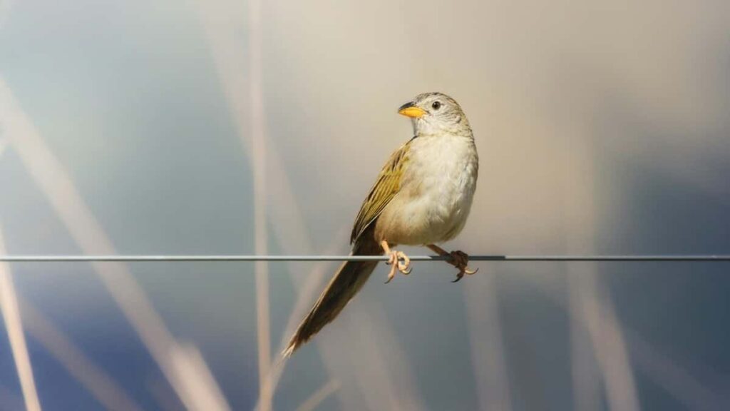 2025 Brazil LinkedIn Ýerli Täjirçilik Bahalary we Turkmenistandan Müşderiler üçin Maskalamalar