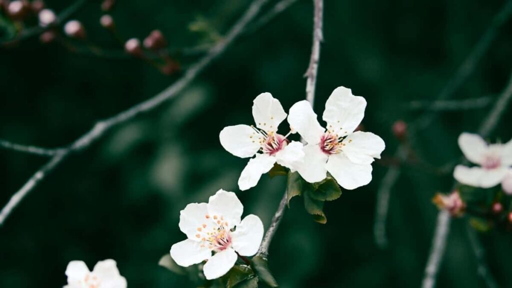 2025 Türkmenistanda Gazagystanyň YouTube Reklama Nyrhlary we Täzelikler