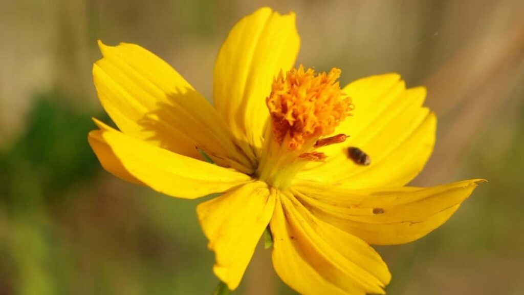 2025 Niderlandda LinkedIn Reklam Bahalary we Turkmenistan üçin Gollanmalar