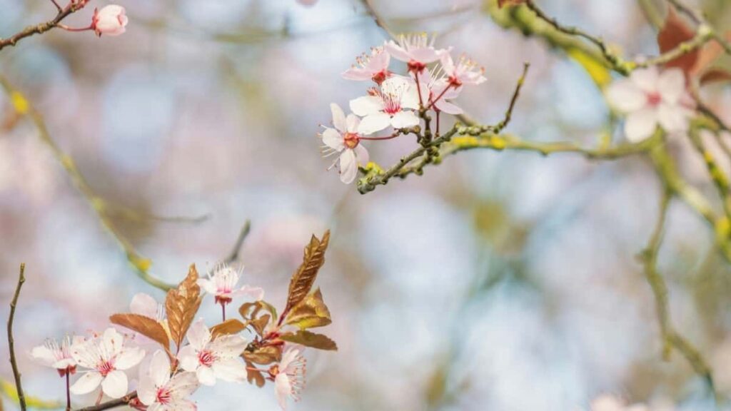 2025 Polşa YouTube Reklama Bahalary we Turkmenistanda Amallary