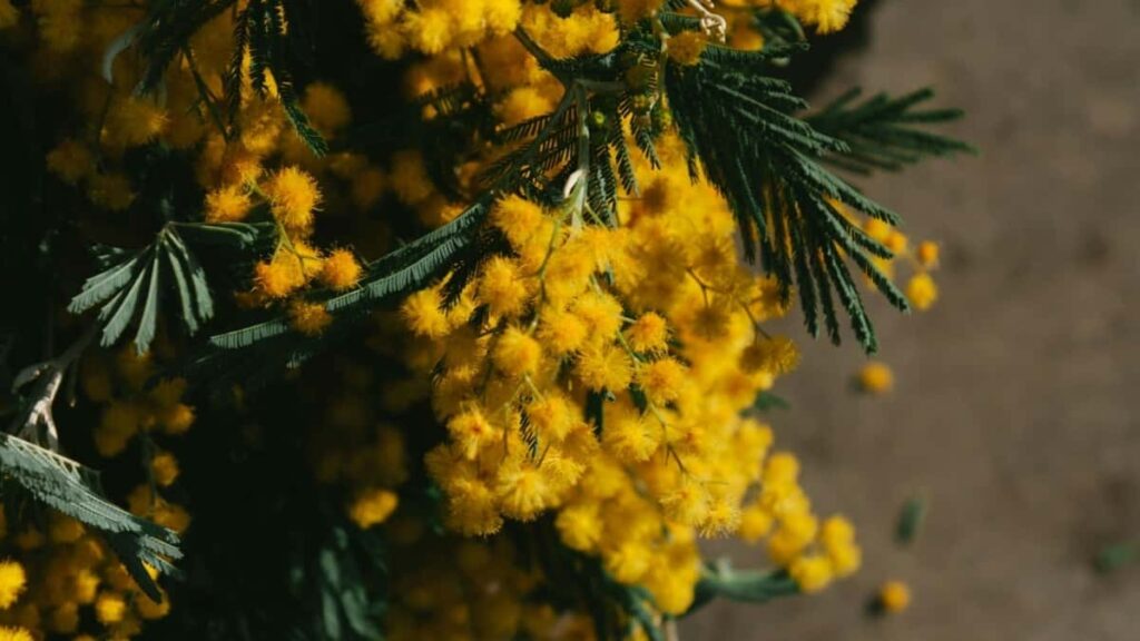 2025 Italiýanyň YouTube Üpjünçilik Bahalary we Turkmenistan üçin Gollanma