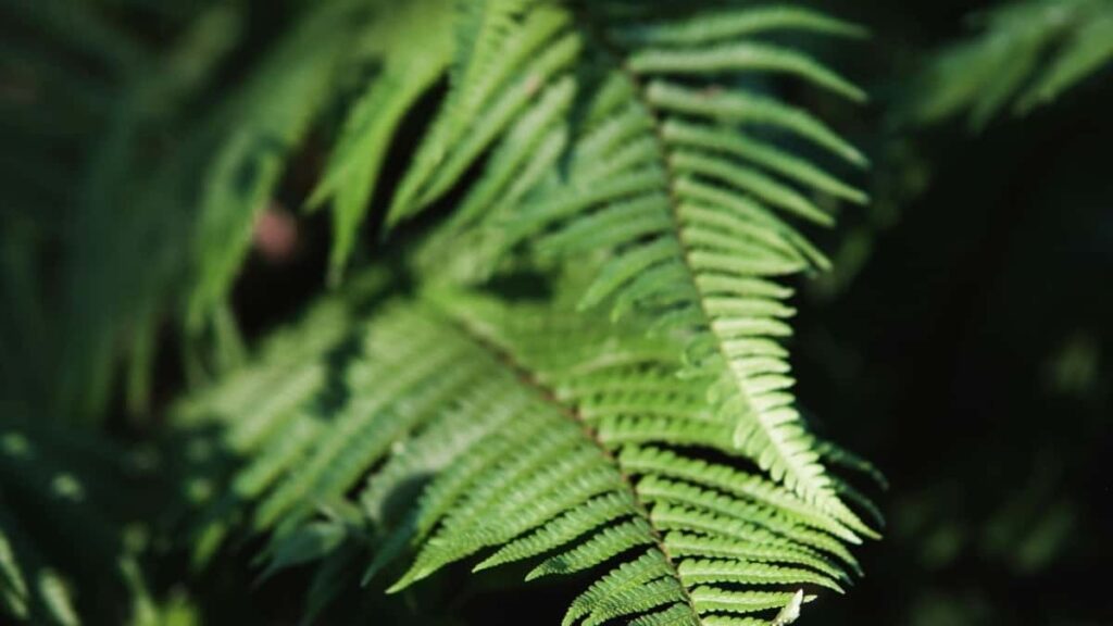 2025 Güýçli Günorta Koreýa Facebook Reklama Bahalary Kartasy