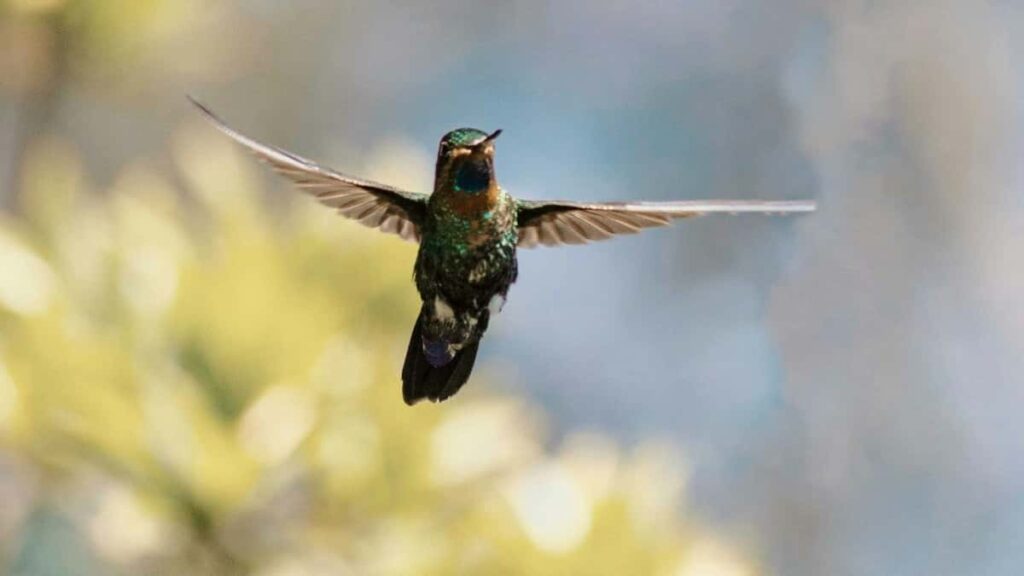 2025 ABŞ Pinterest ähli kategoriýalar üçin reklam nyrhlary