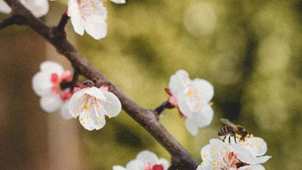 Facebook döredijileri üçin Puerto Rico stilindäki arzanladyş kodlaryny mahabatlandyrmagyň usullary we maslahatlary.