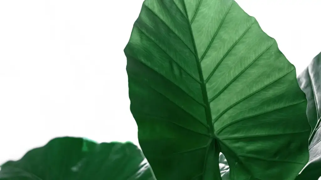 Bahrain-daky Discord döredijilerini tapmak we olary fitness programmaları üçin traffik sürmäge öwürmek üçin praktik, ýerli strategiýalar we işjeň ädimler.