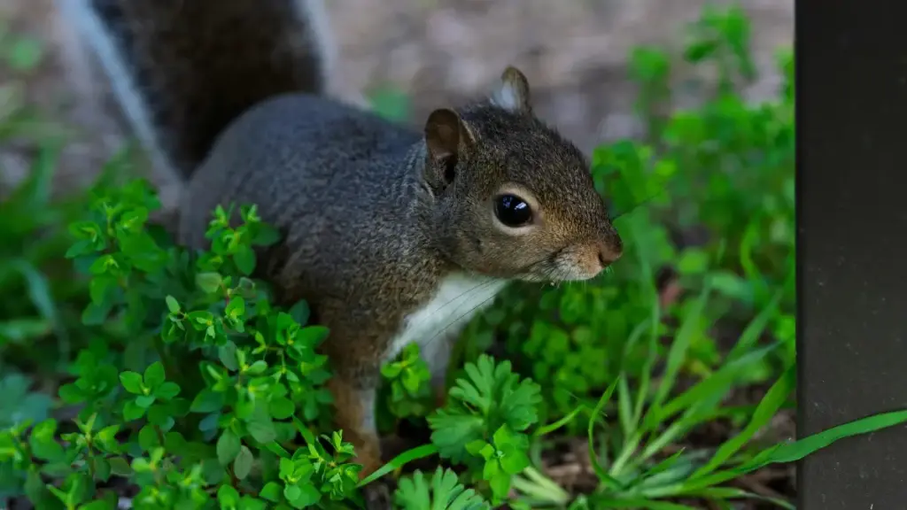 Dominikan Respublikasy brendleri bilen Vkontakte aragatnaşygy we trend önümlerini synlamak üçin ýollary öwreniň.