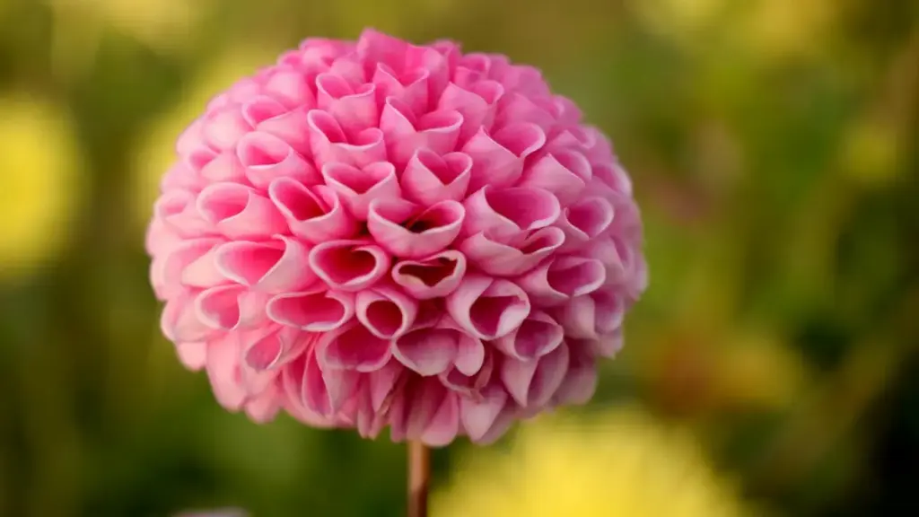 "Efiopiýaly Line döredijileri tapmak we olary fitness app-ä trafik sürmegiň praktiki ýolugy — ýerli bazar, platform tapgyry we bütinleýin strategiýalar."