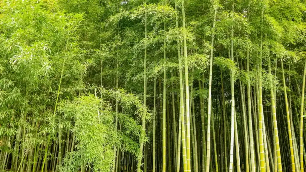 "Türkmen reklamaçylary üçin Kamboja Discord döredijilerini tapmak we sosial goşulmagy ýokarlandyrmak üçin praktiki ýol-ýörelgeler."
