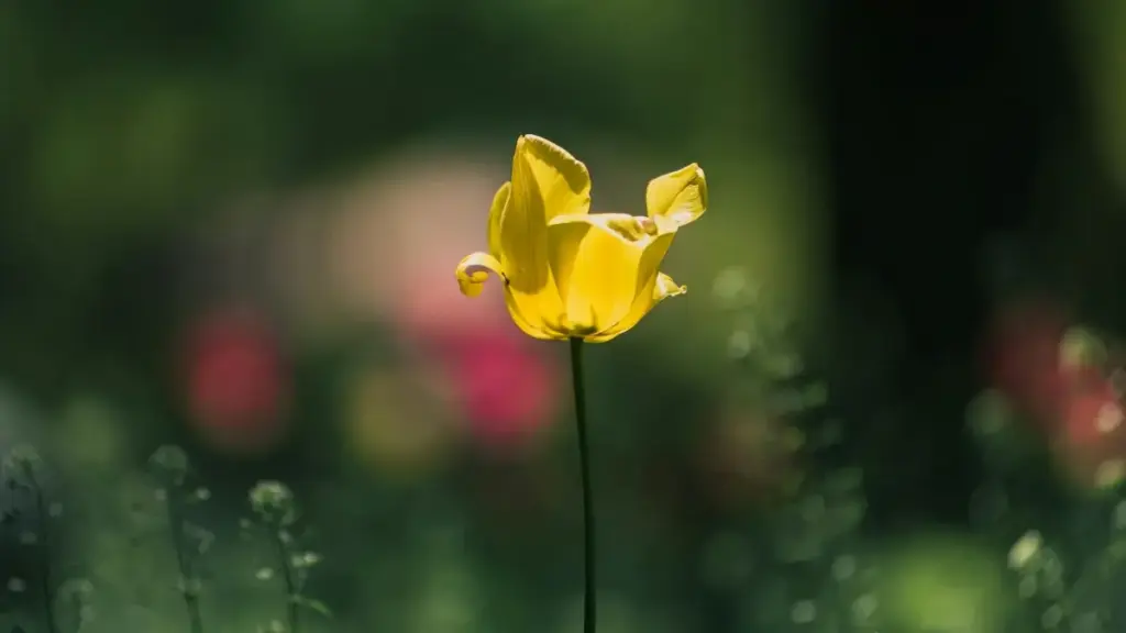 "Indoneziýa YouTube döredijilerini nädip tapyp, täze aýdymlaryňyzy ýerli döredijiler bilen nasazlyksyz promo etmeli — praktik, ýazgysy we býujet maslahatlary."