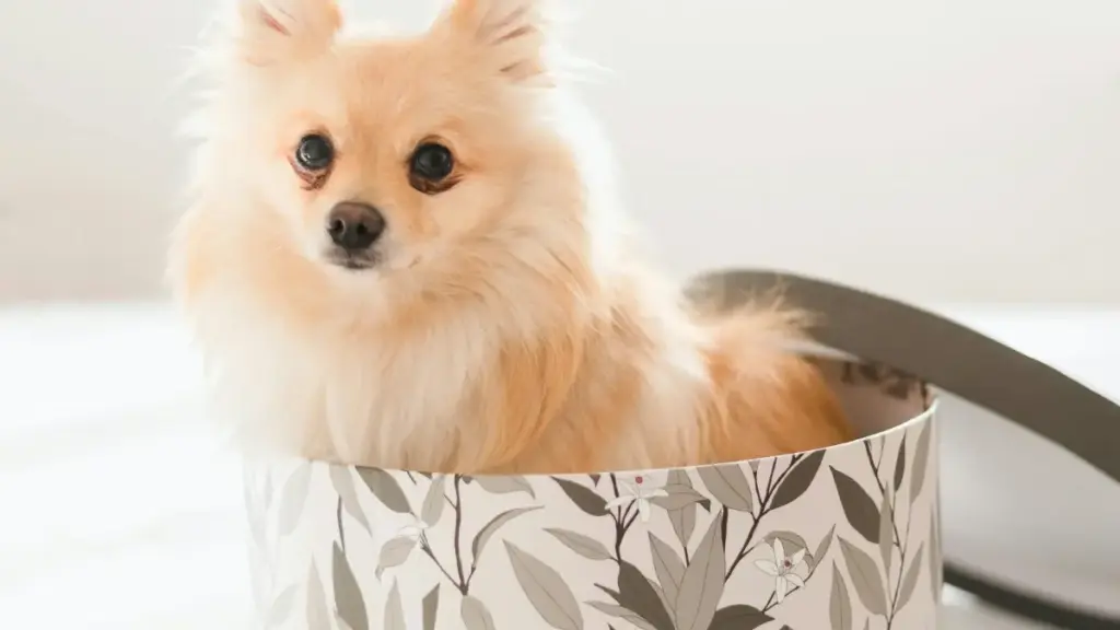 Nigériýada Rumble döredijilerini tapmak we yzarlaýanlary hakyky alyjylara öwürmek üçin praktik strategiýalar, howpsuzlyk wezipesi we ýerli bazar insightleri.