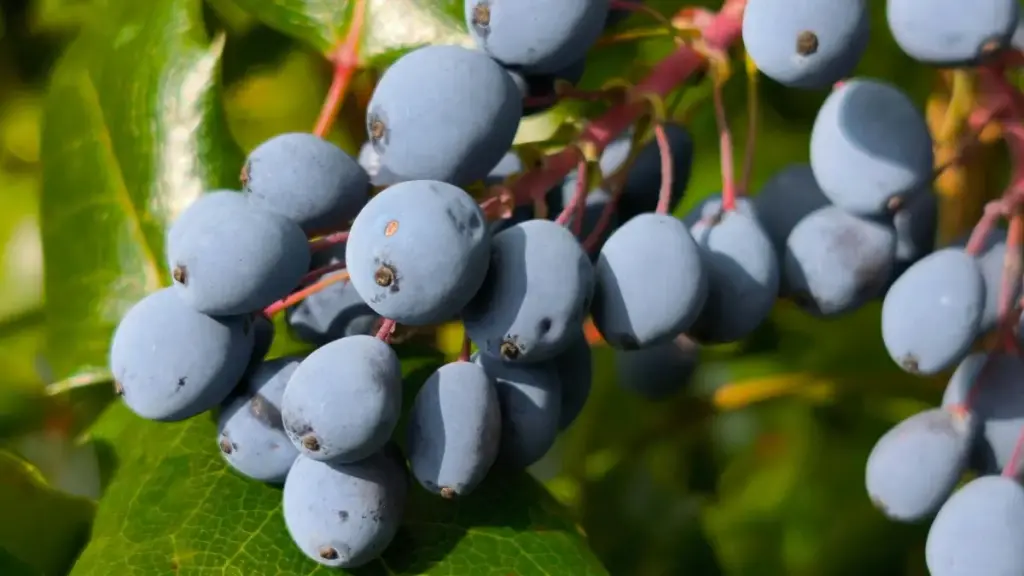 Peruň Netflix döredijilerini nädip tapyp, täze önümiň prototipini synap görmek: amaly ýollar, ýerli strategiyalar we riskler — häzirki wagtyň maglumatlary bilen.