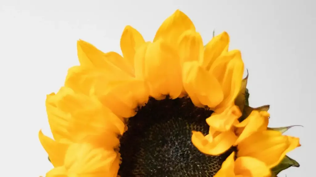 Gresiýa Lazada-da möwsümleýin aksiýalar üçin täsir edijileri tapmagyň usullary we ýerli marketing strategiýalary.