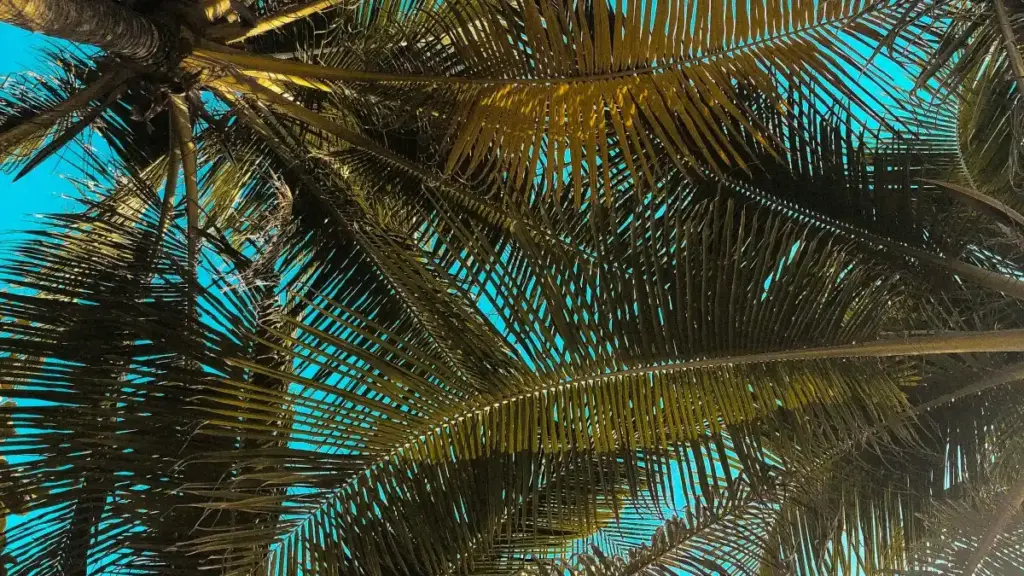 Türkmen döredijileri üçin ädimme-ädim gollanma: Facebookda Kanada brendlerine nädip aragatnaşyk edip, çäkli wagtlyk endirim kodlaryny paýlaşmaly we doly hyzmatdaşlyk başlatmaly.