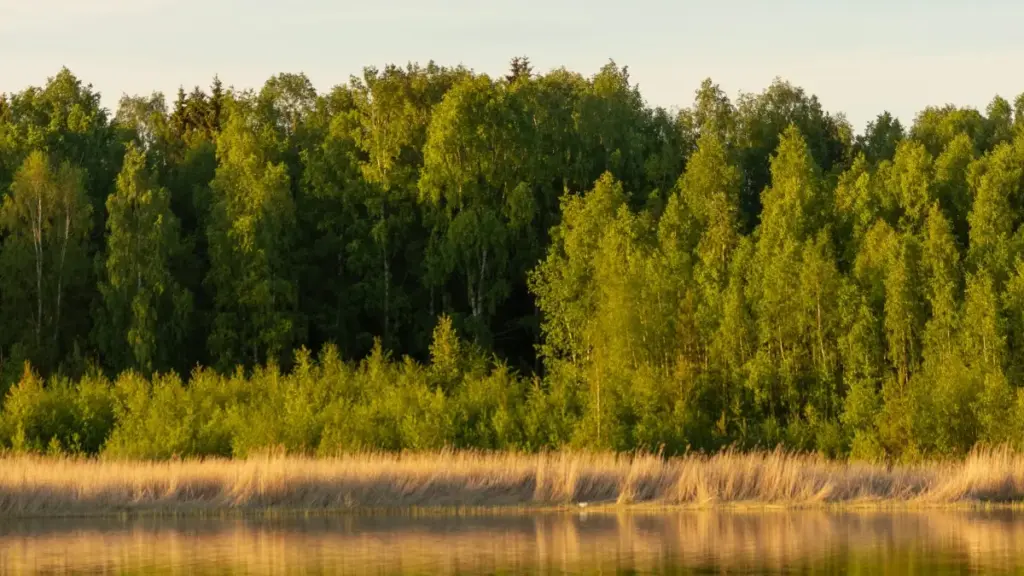 Finland brendlerini Spotify-de tapmak we olary BTS wideolara gatnaşdyrmak üçin praktiki ädimler, mysallar we ýerli maslahatlar.