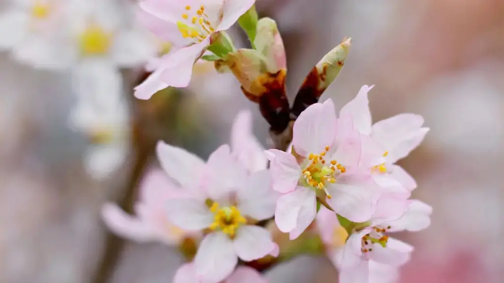 Türkmen döredijileri üçin Kyatadaky brendler bilen Instagram-da muzika trendine goşulmak üçin praktik ädimler, habarlaşma şablonlary we lokal taktika.