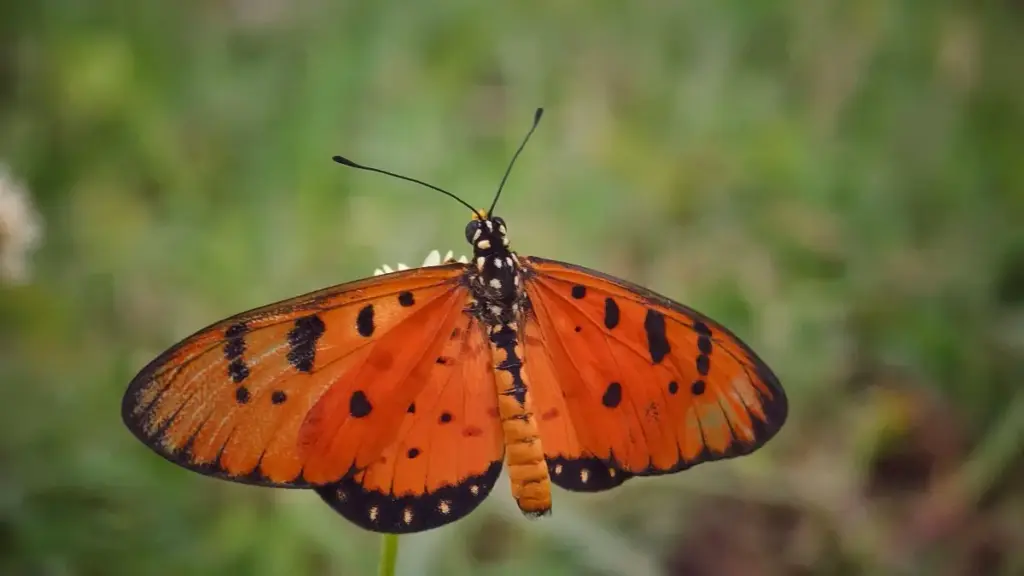 "KakaoTalk arkaly Şweýsariýa brendleri bilen aragatnaşyk gurup, fanlar üçin täsirli dowamly içerik döretmegiň praktik ýol görkezmesi."