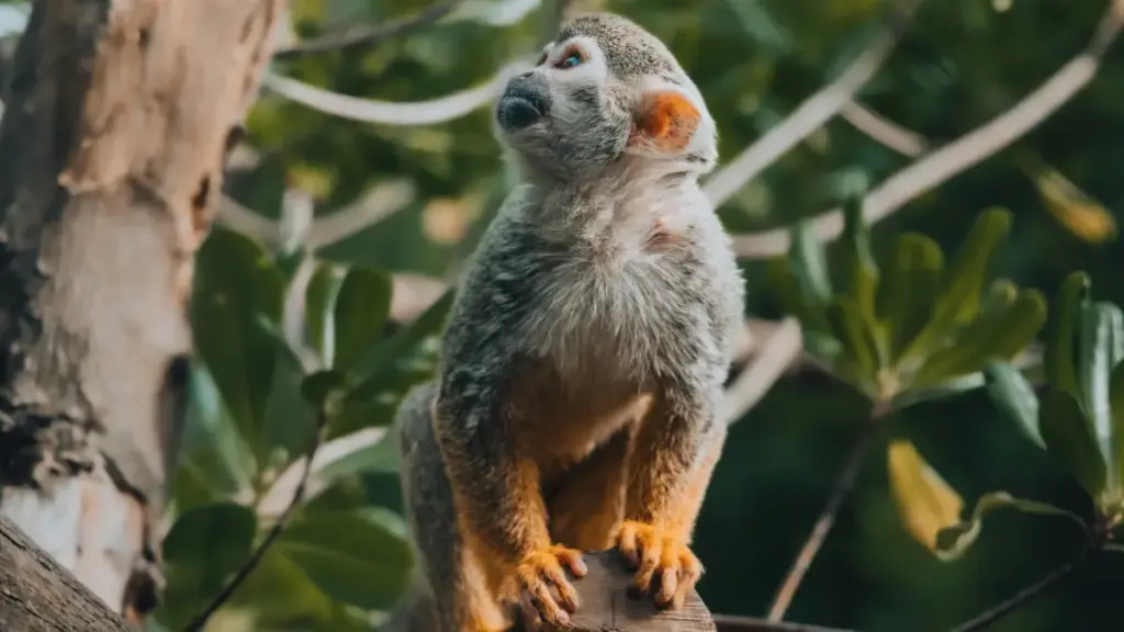 Serbiýaly Apple Music döredijilerini tapyp, möwsümlik moda trendlerini görkezmegiň praktik ädimleri, howpsuzlyk çemeleşmeleri we ýagdaý boýunça strategiki maslahatlar.