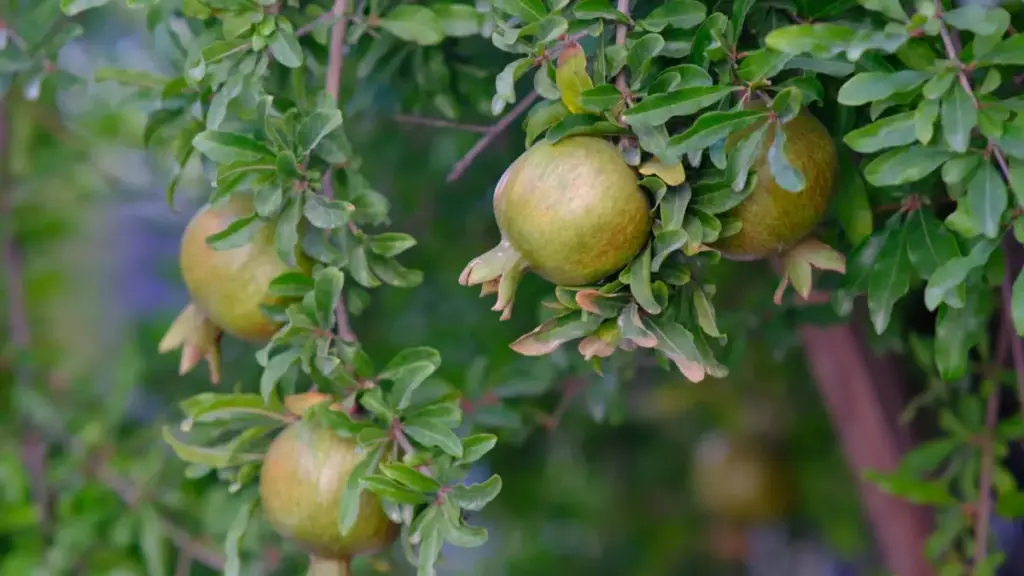 Türkmen reklamçylary üçin Çeh Respublikasyndan YouTube täsirçilerini tapmak, baha bermek we affiliate kampaniýany durmuşa geçirmek üçin ädimme-ädim gollanma.