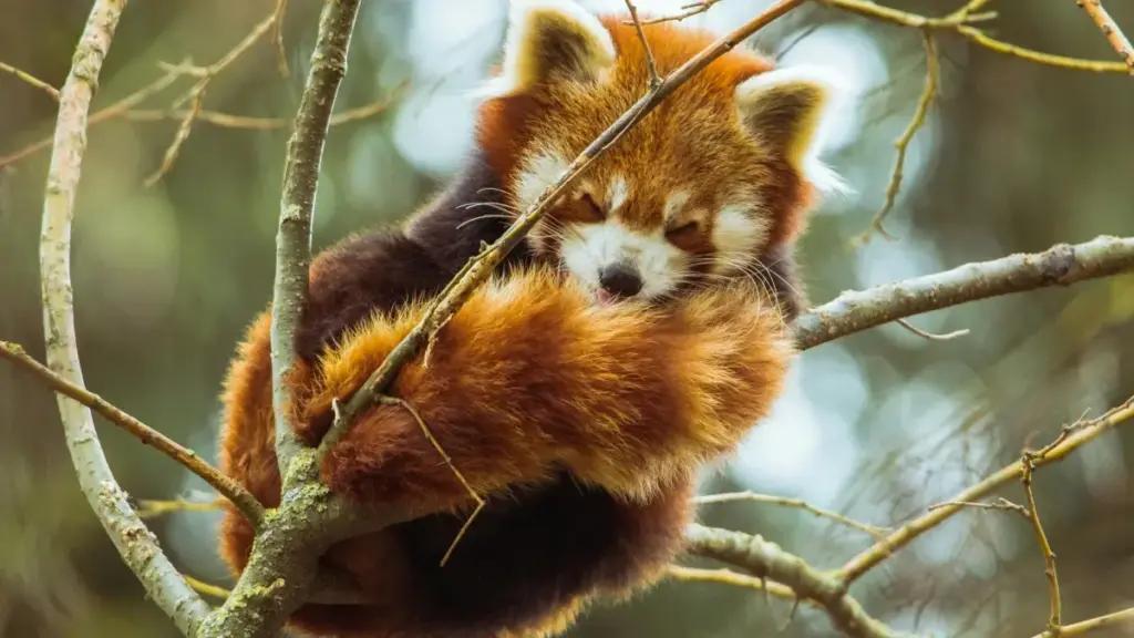 Nepal bazary üçin Telegram döredijilerini tapmak, howpsuz hyzmatdaşlyk gurmak we sezonal satuw kampaniýalaryny üstünlikli geçirmek üçin praktik ýollary we howpsuzlyk maslahatlaryny berýän makala.