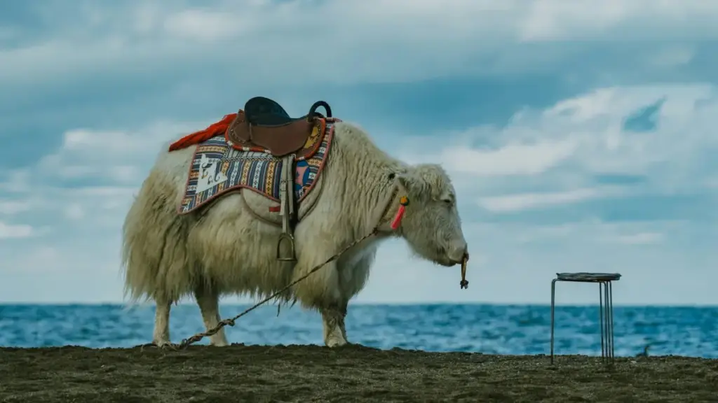 Qatar brendleri bilen Threads-de unboxing wideo söhbeti ösdürmegiň praktiki ýolugy — ýerlikli strategiýalar, kampaniýa mysallary we nähili habarlaşmaly dessine ýakynlaşmaly.